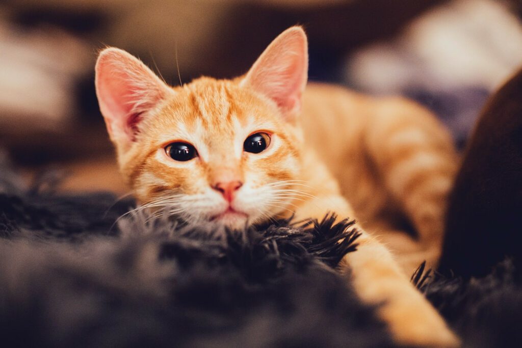 Orange Cat photo by Robert Larsson
