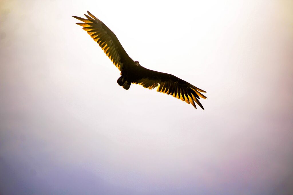 Bird flying by Igor Rodrgues