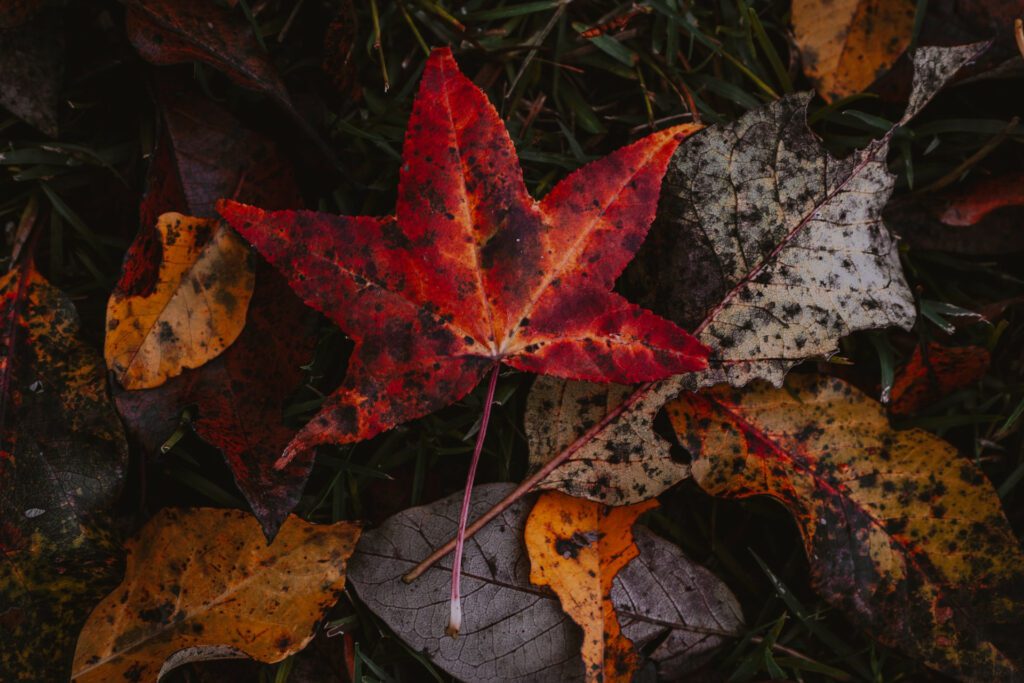 Leaf
