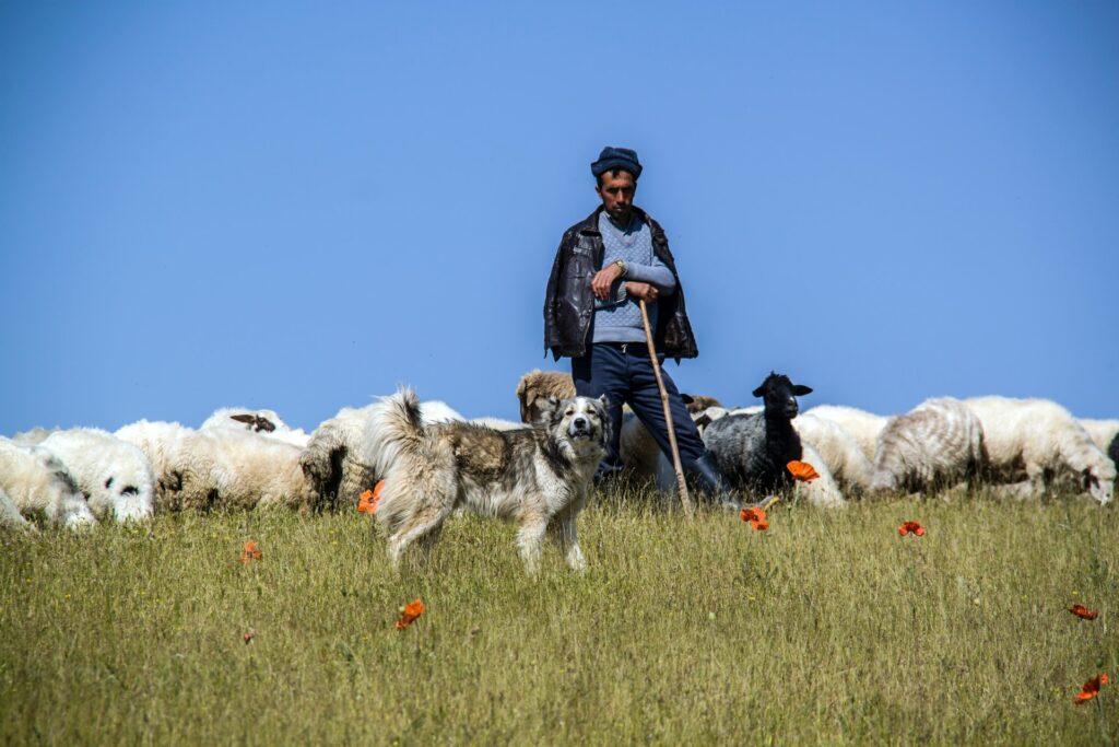 Shepherd tending the flock